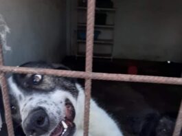 Dosar penal în urma eutanasierii celor 60 de câini din adăpostul public Târgu Jiu