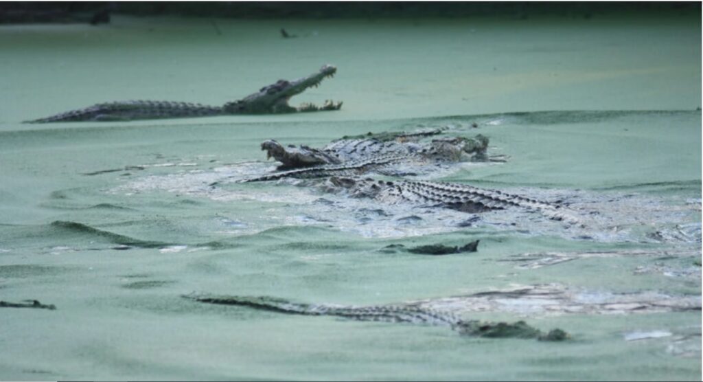 O femeie a fost ucisă de un crocodil în Indonezia