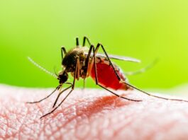 22 de cazuri de infecţie cu West Nile au fost înregistrate în România, până în prezent