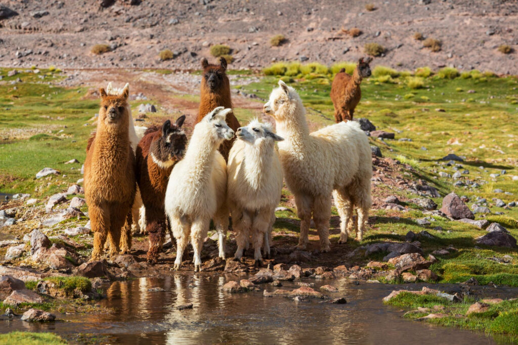 Alpaca, soluţia împotriva SIDA?