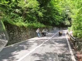 Un turist cu un copil în braţe s-a oprit pe Transfăgărășan să se fotografieze cu un urs care urma să fie relocat