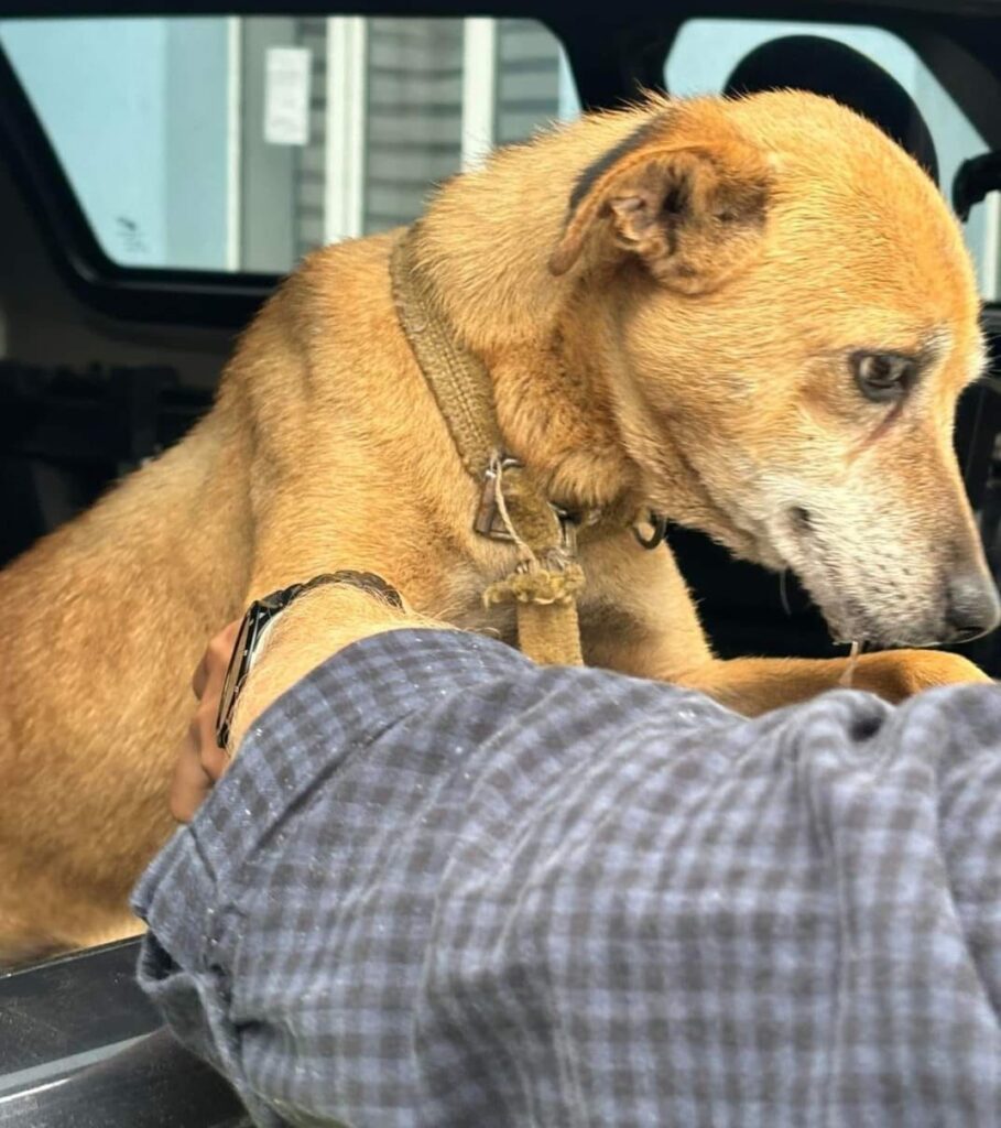 Doljeni cercetați pentru schingiuirea animalelor