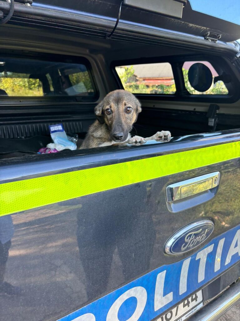 Dolj: O cățelușă a fost salvată dintr-o fântână. Polițiștii caută făptașii