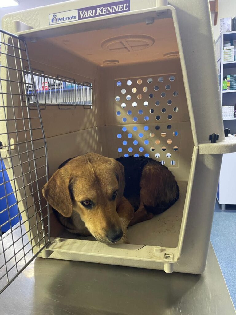Gorj: Câine salvat după ce a fost lovit de o mașină