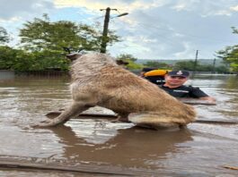 Inundații România. Medicii veterinari curăță în urma dezastrului