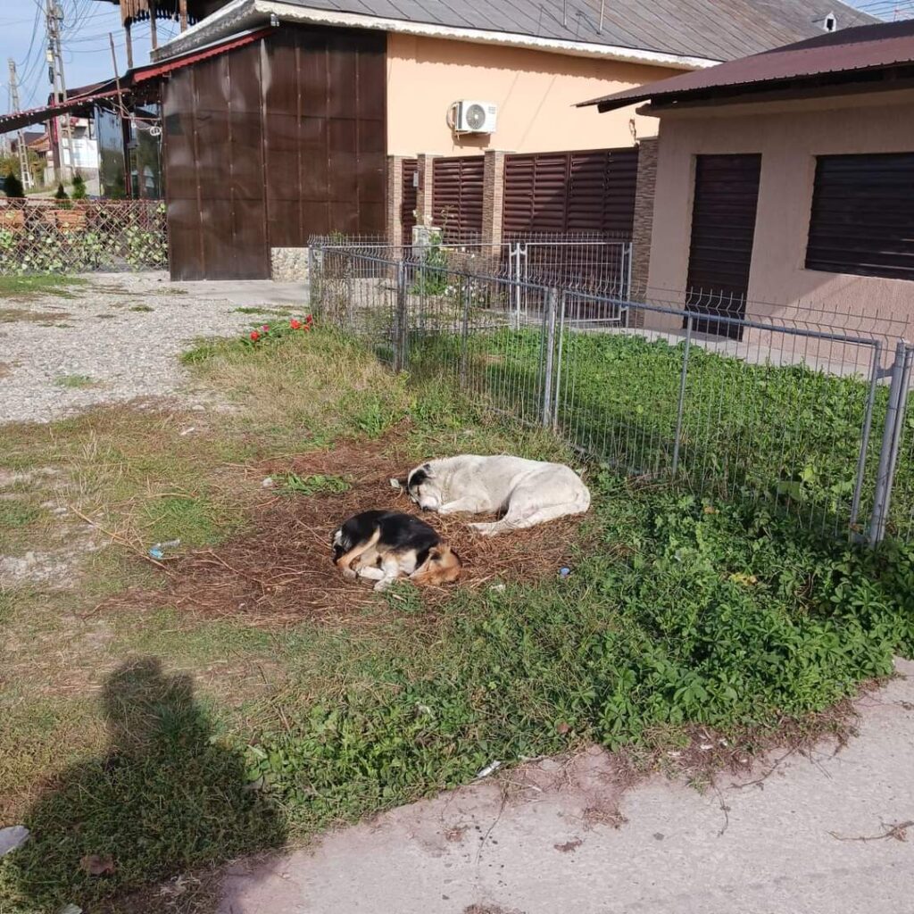 Aproape o mie de câini sterilizați de Serviciul de Protecția Animalelor Gorj