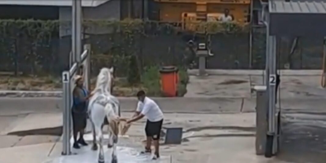 cal spalatorie Târgu Jiu: Anchetă după ce un bărbat și-a spălat calul la o spălătorie auto