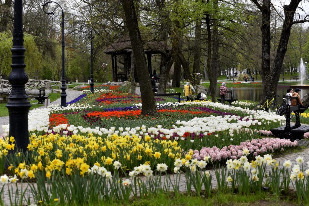 Cum combină Primăria Craiova bulbii de flori în covoarele de flori ale oraşului