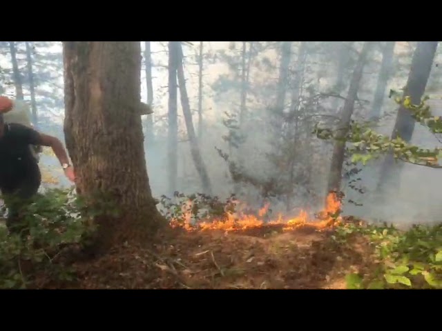 (VIDEO) Incendiu de vegetaţie uscată în localitatea Smadoviţa
