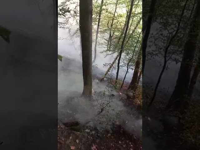 Incendiu de vegetație uscată în fondul forestier din Băile Olănești