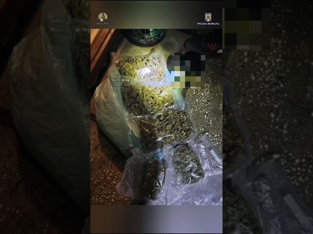 (VIDEO) Târgu Jiu: Tânăr, arestat pentru trafic de droguri de risc