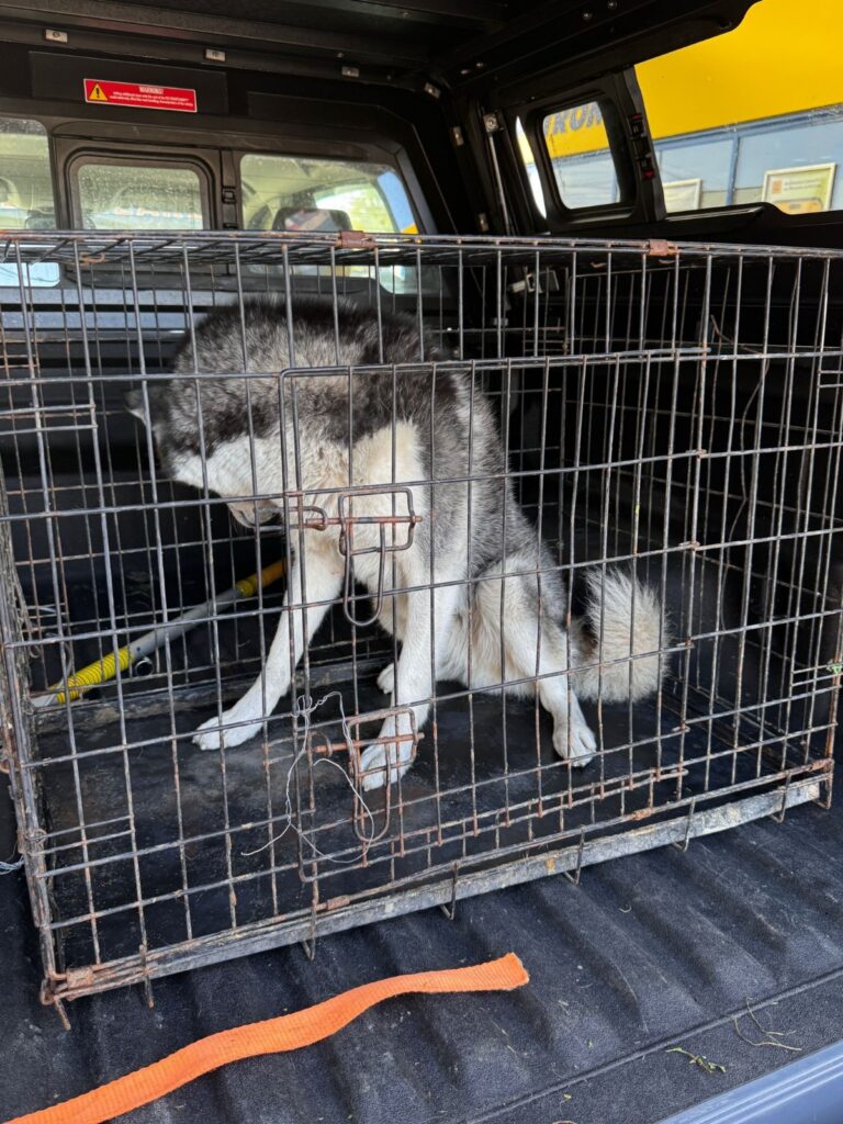 Câine lovit de o mașină, salvat de Serviciul pentru Protecția Animalelor Gorj