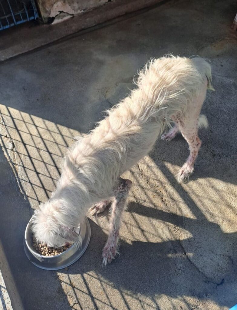 Gorj: Polițiștii și Protecția Animalelor au salvat un câine plin de boli și lăsat să moară pe domeniul public
