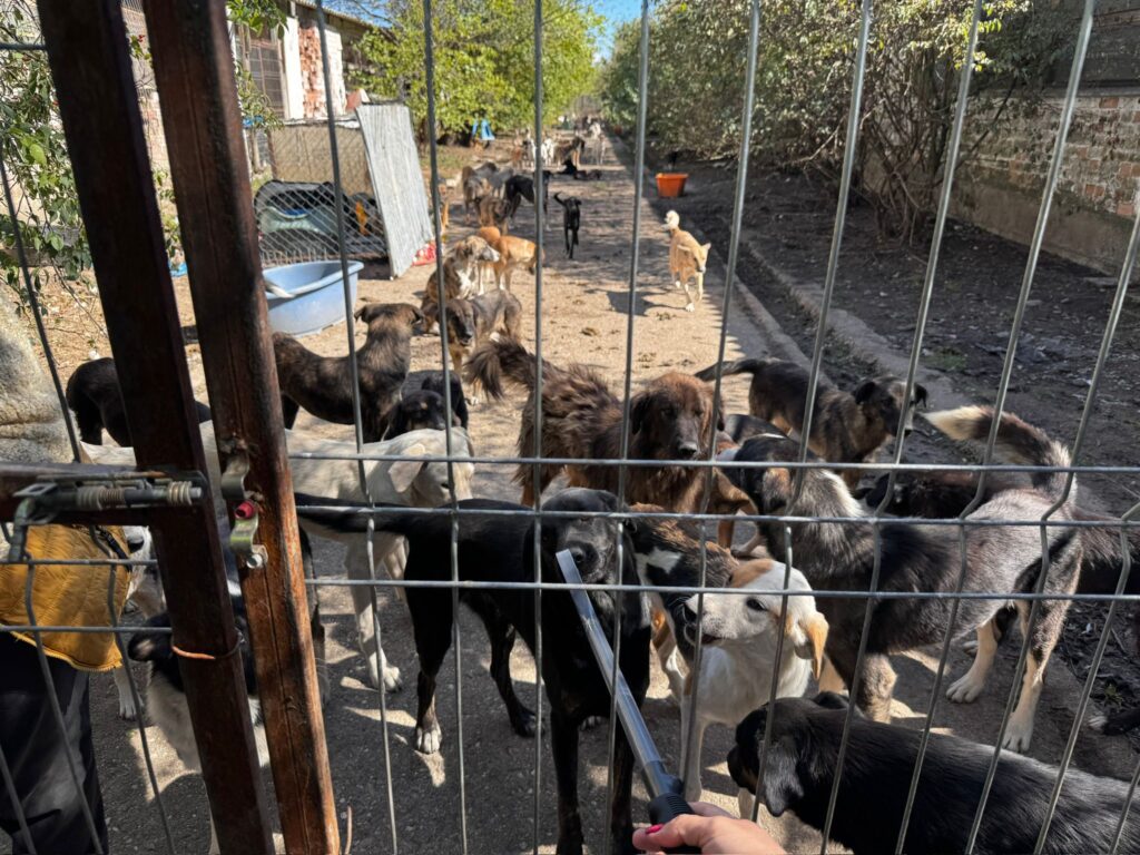 O femeie a adoptat 126 de câini și are în total aproape 190