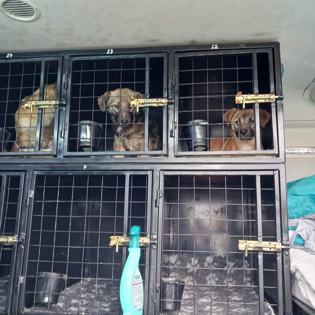 Doar două adăposturi canine sunt autorizate în Gorj