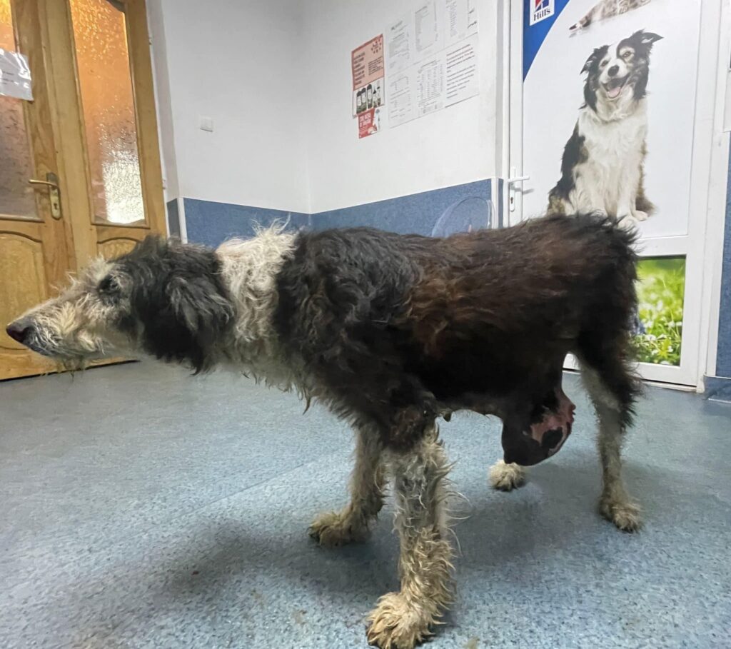 Gorj: Cățelușa bolnavă și abandonată la Tismana a fost adoptată