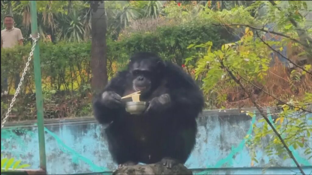 (VIDEO) Un cimpanzeu celebru din China mănâncă noddles cu bețișoare