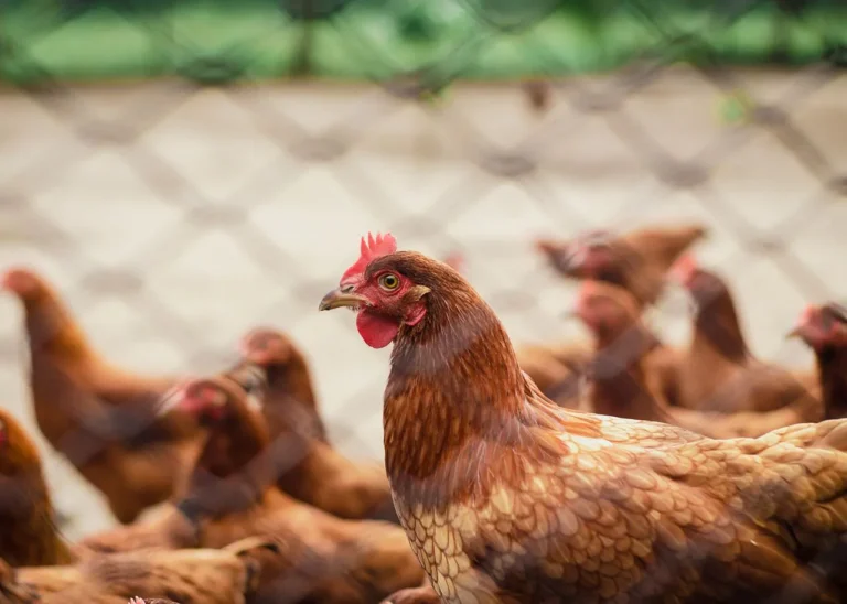 Gripa aviară se extinde rapid în fermele avicole din UE