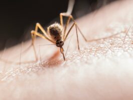 INSP: Din 3 iunie, 76 de cazuri de infecţie cu virusul West Nile