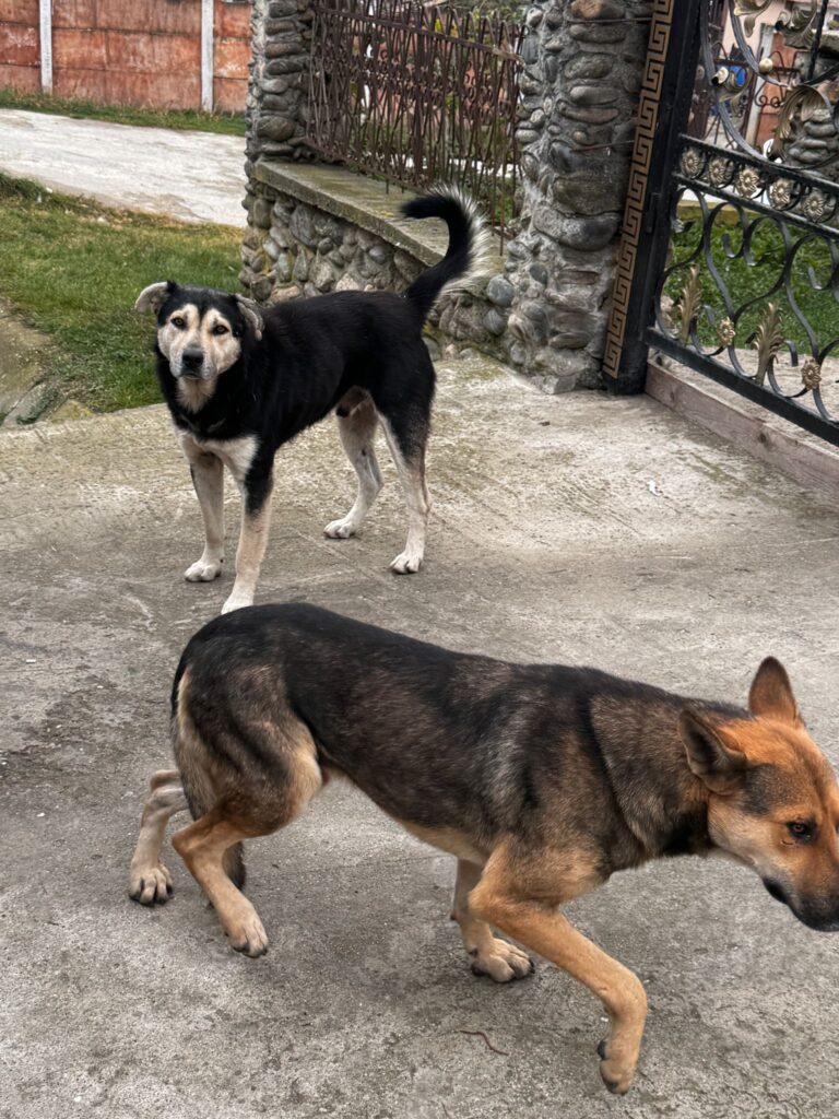 A început recensământul câinilor în județul Gorj