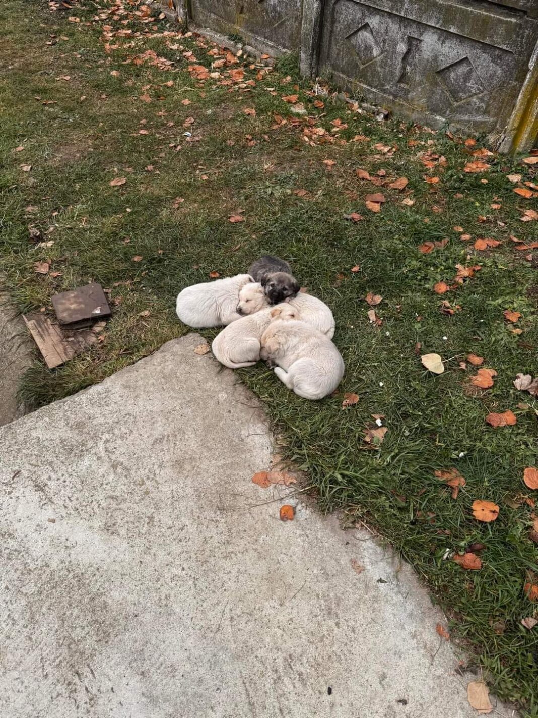 Gorj: Cinci căței, abandonați în frig pe marginea drumului la Scoarța