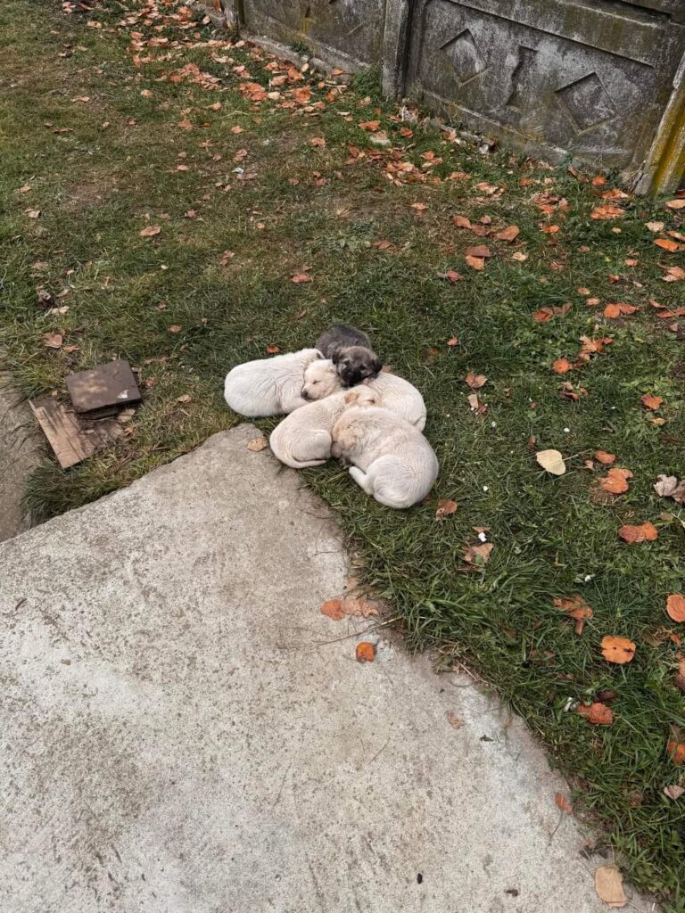 Gorj: Cinci căței, abandonați în frig pe marginea drumului la Scoarța