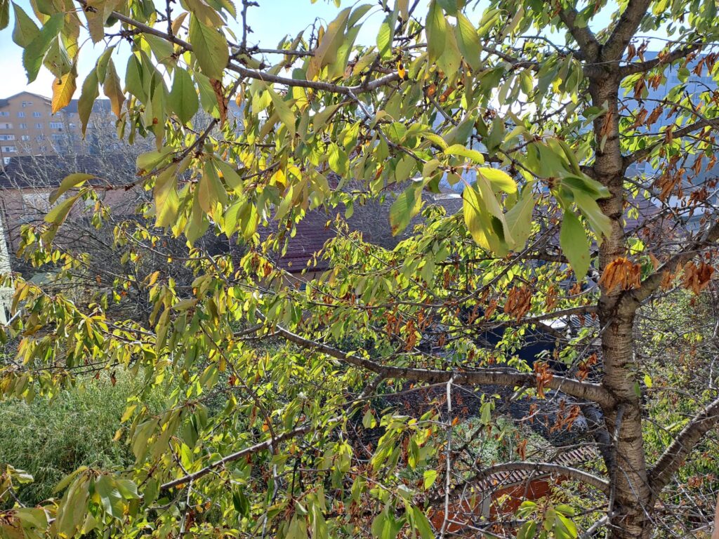 La Târgu Jiu cireșii au rămas încă verzi în prag de iarnă, din cauza schimbărilor climatice  
