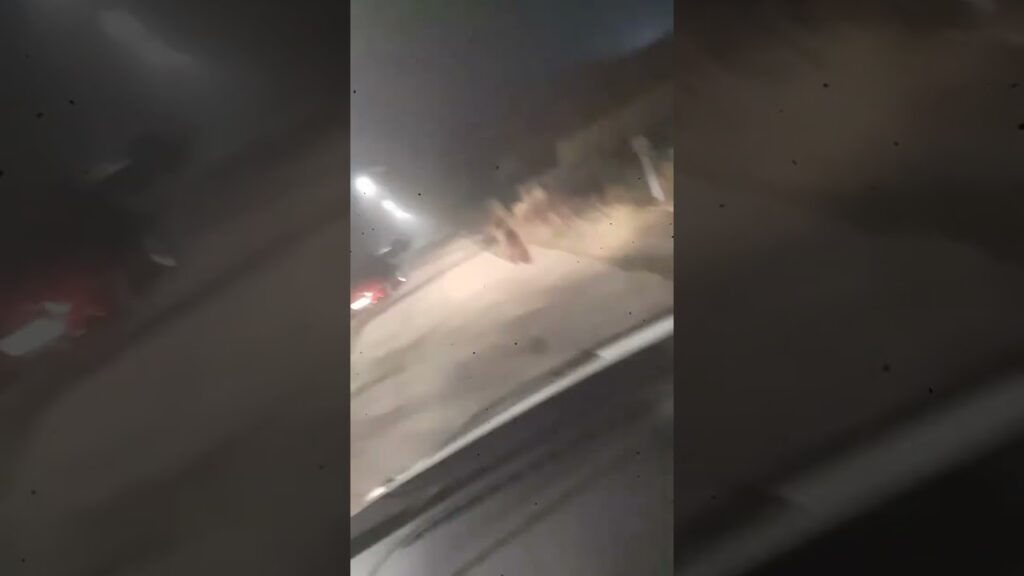 (VDEO) Gorj: Urs semnalat vineri dimineață la Peștișani