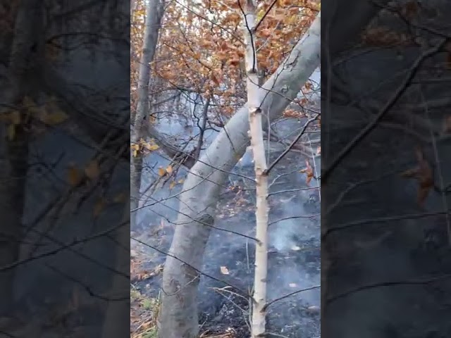 (VIDEO) Mehedinți: Incendiu de vegetație uscată la Șvinița