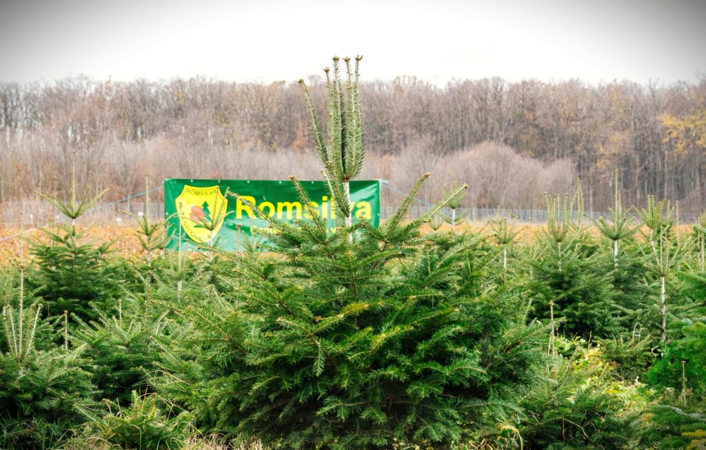 Romsilva oferă la vânzare peste 18 de mii de pomi de Crăciun