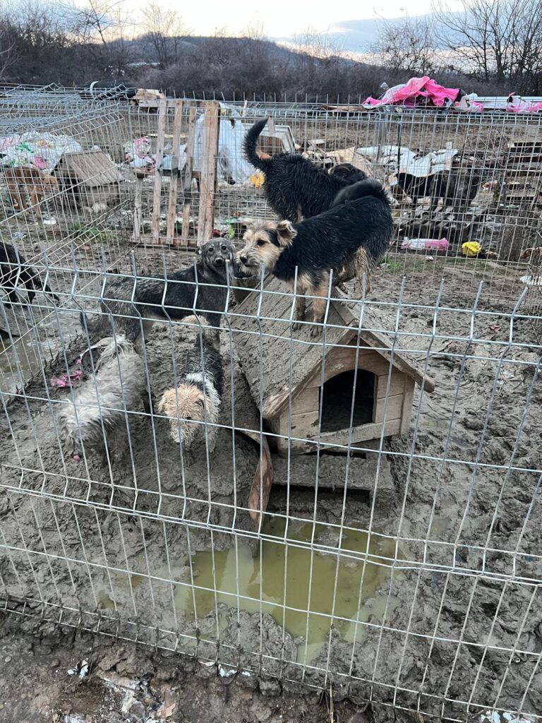 (VIDEO) Dolj: 31 de animale adăpostite necorespunzător, plasate în adăpost de polițiști