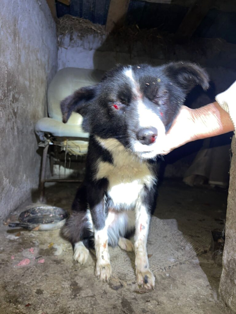 Gorj: Cățelușă salvată după ce a fost bătută și înțepată cu o furcă