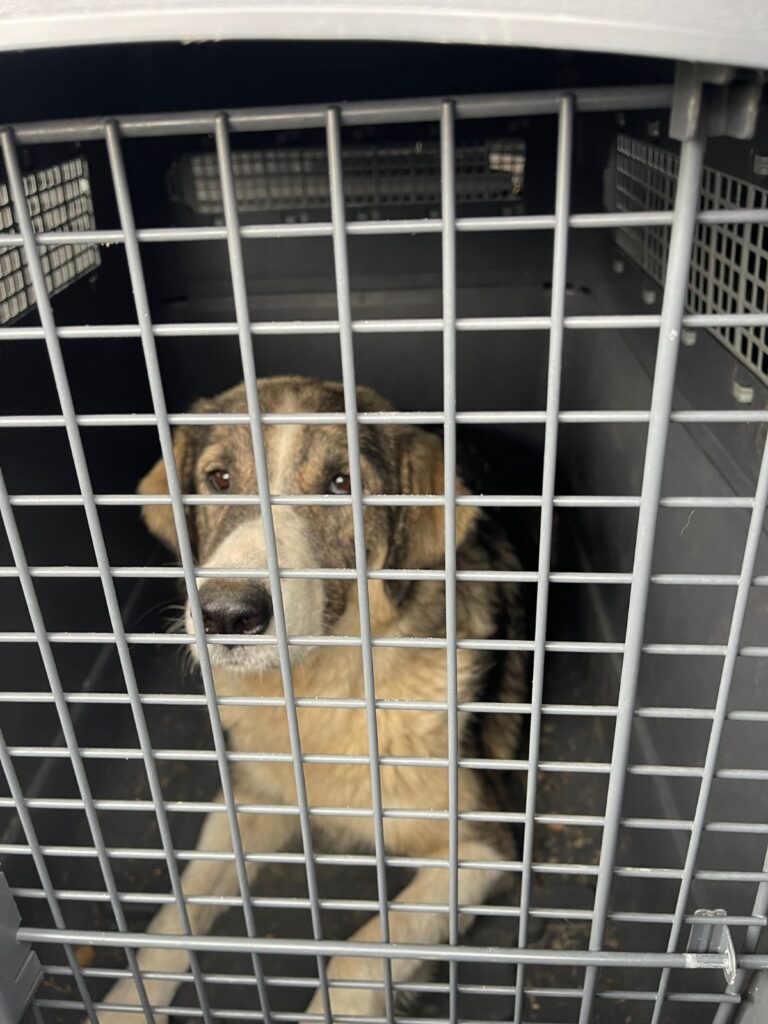 CJ Gorj va trebui să vândă sau să ofere spre adopție animalele preluate de pe domeniul public