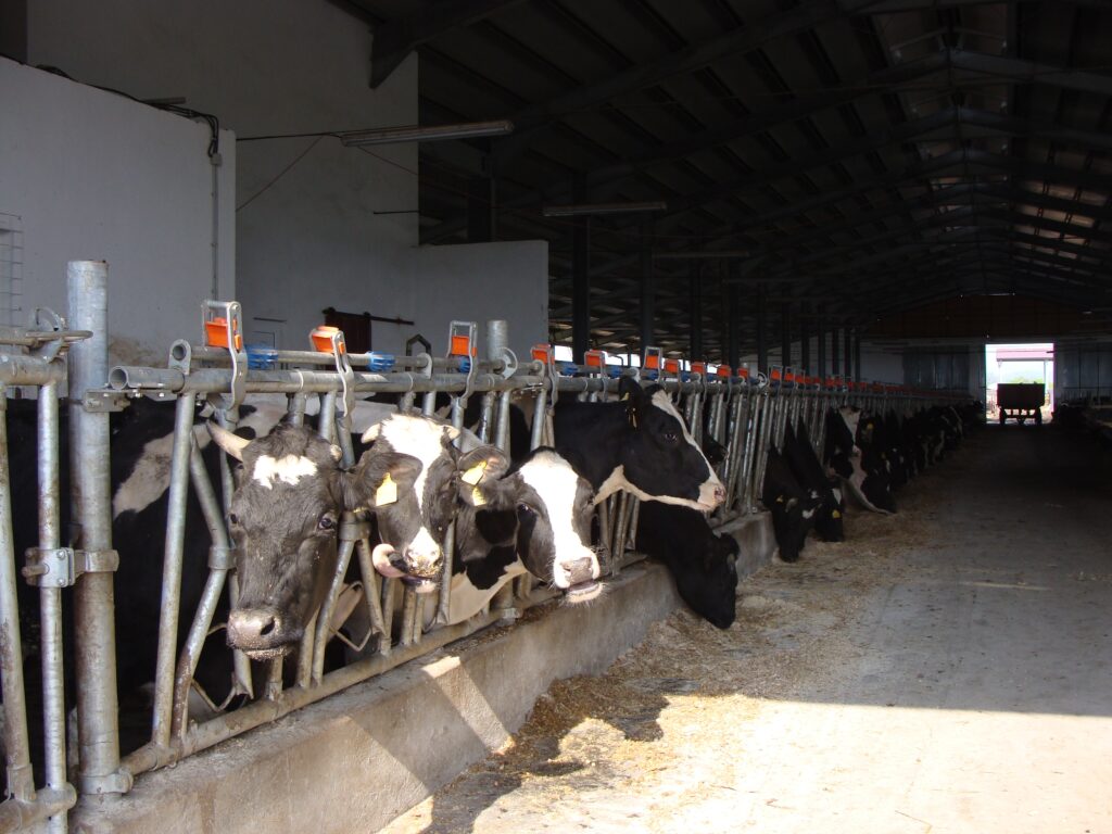 DSVSA se dotează cu aparate de detecție a bolilor contagioase la bovine, ovine și cabaline