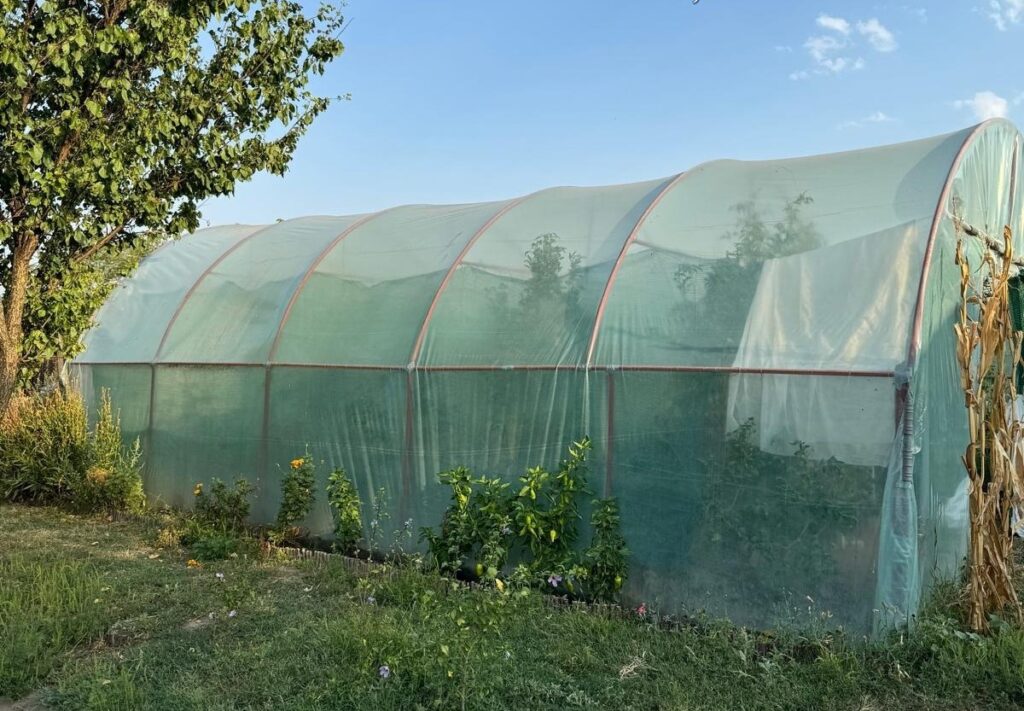 Doljeanul care a cultivat canabis într-un solar, la judecată