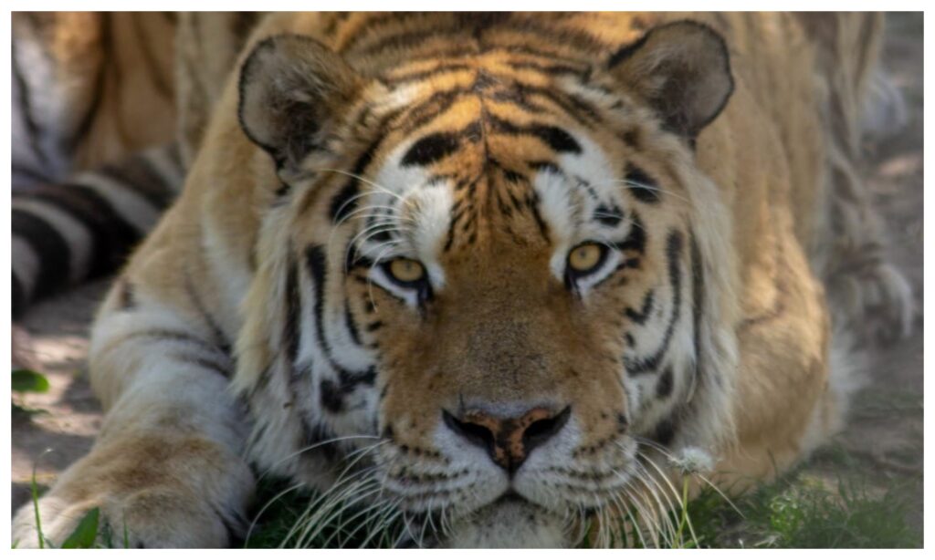 Îngrijitor ucis de un tigru, la Zoo Piteşti