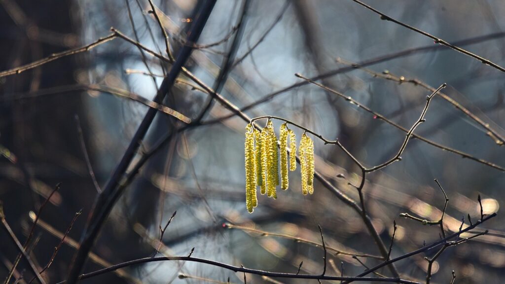 Un val de ger cuprinde România, temperaturi până la -20 de grade