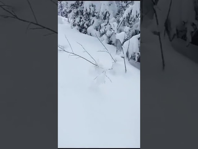 Doi ucraineni, salvați de salvamontiștii maramureșeni
