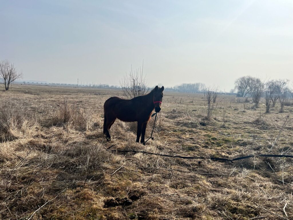 Dolj: Acțiune a polițiștilor de la protecția animalelor