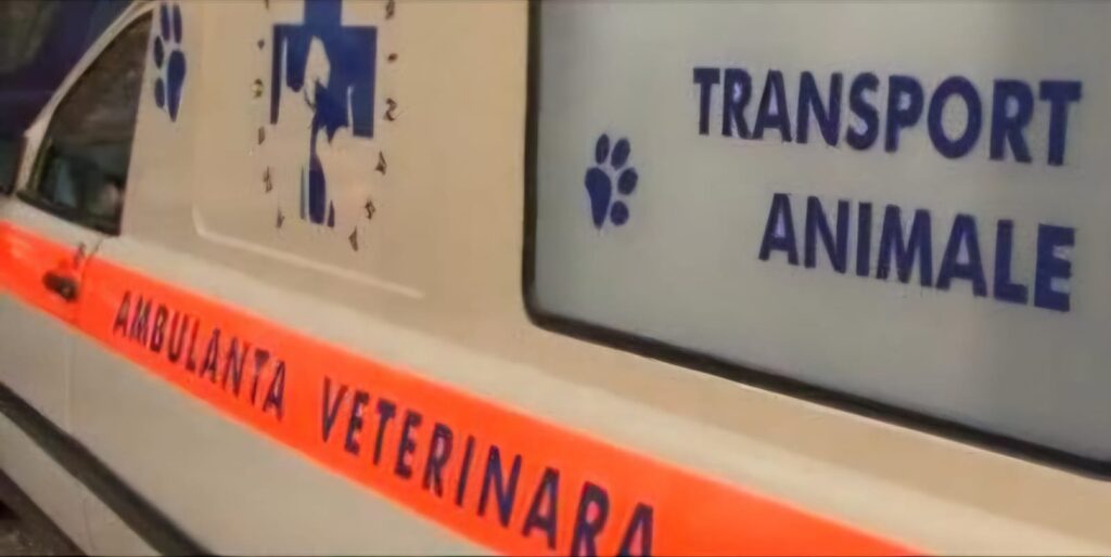 Ambulanța pentru animale, disponibilă și în județul Gorj