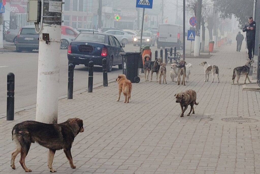 Copii mușcați de câini fără stăpân pe străzile din Băilești