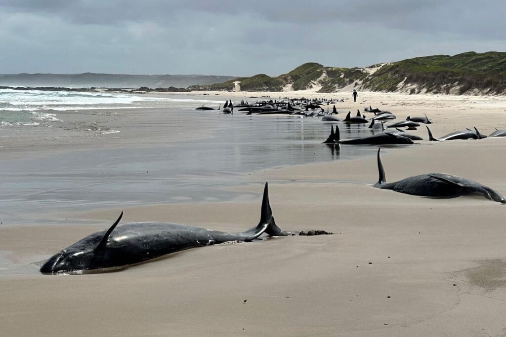 Rangerii vor eutanasia 90 de delfini blocați pe o plajă îndepărtată din Australia