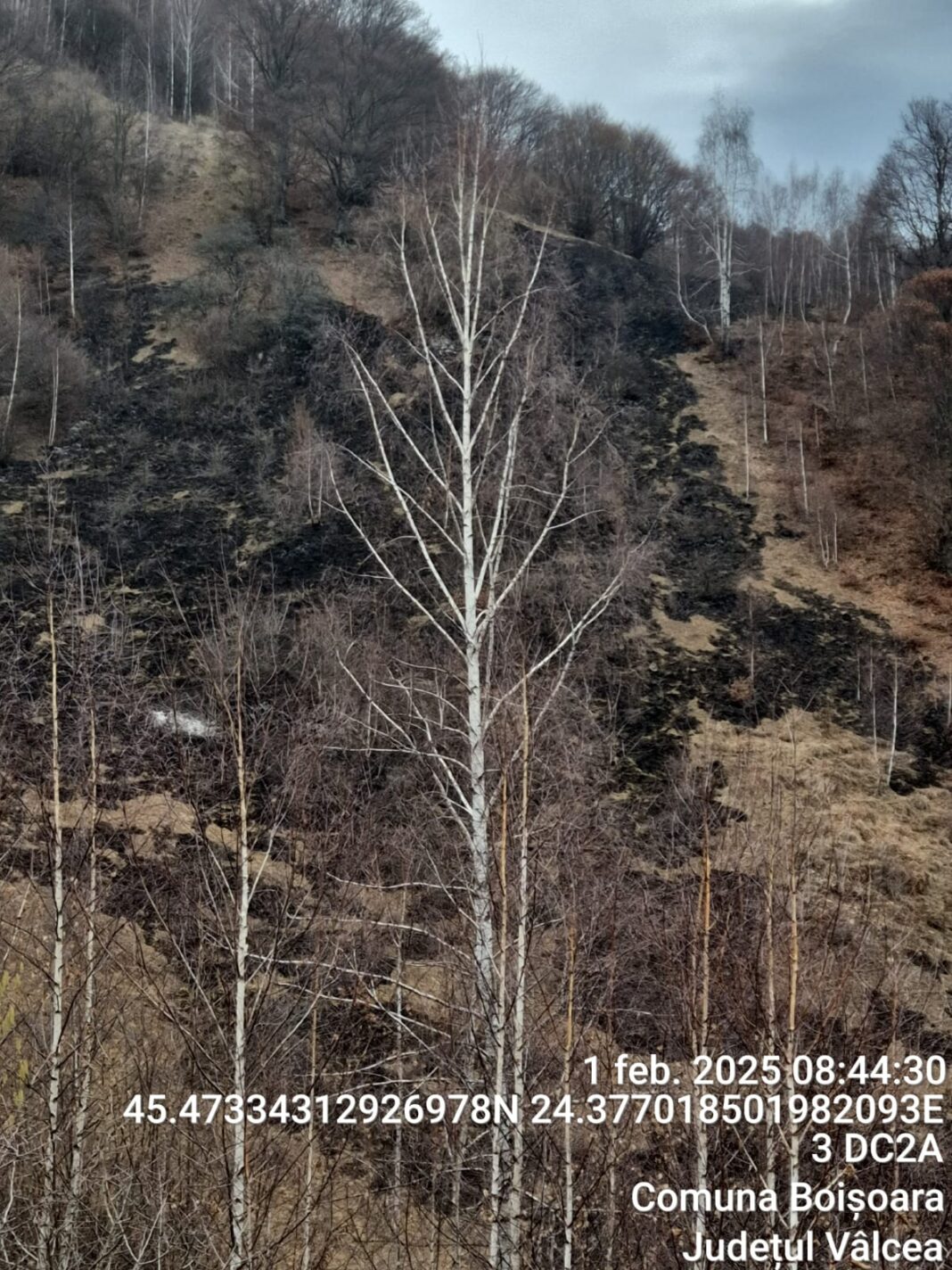 Incendiu de fond forestier în localitatea Boișoara