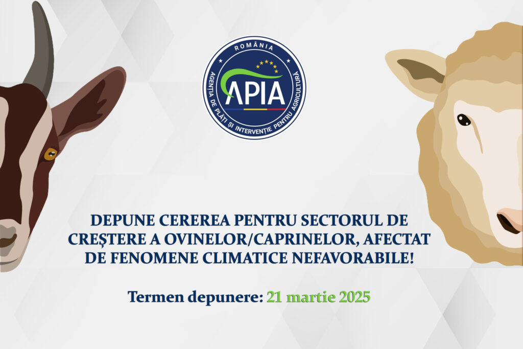 APIA primește cereri pentru sectorul de creștere a ovinelor/caprinelor, afectat de fenomene climatice nefavorabile