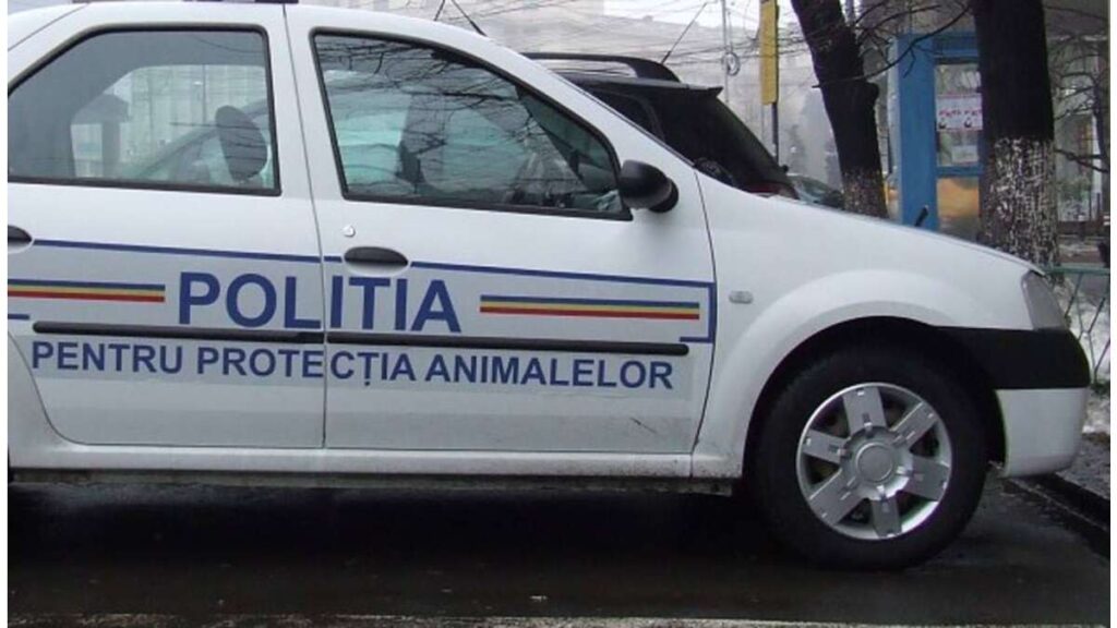 Olt: Un tânăr a fost amendat după ce i-a murit calul