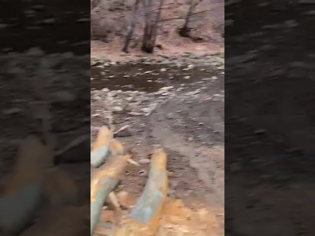 (VIDEO) Gorj: Bărbat amendat de jandarmi după ce a fost depistat că transporta bușteni prin albia unui pârâu de munte