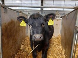 Amplu program de dezvoltare a procesării produselor agricole în România