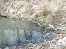Peşti morţi găsiţi în apele râului Jiu, pe sectorul Podari-Malu Mare