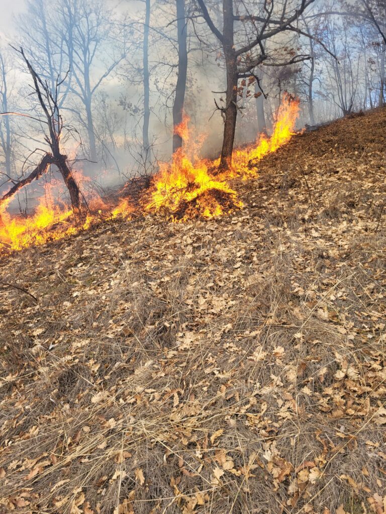 Peste 700 de hectare de  vegetație uscată au ars în Mehedinți