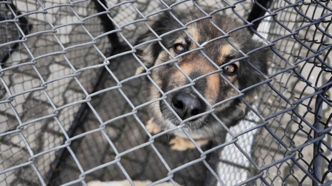 Târg de Adopții la Motru pentru câinii fără adăpost